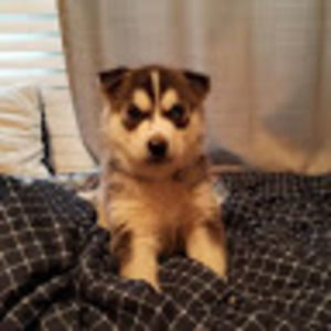 Meet your Posher, Captain